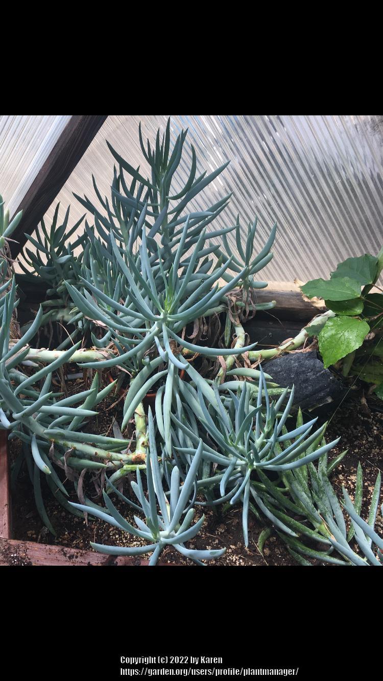 Photo of Blue Chalksticks (Curio repens) uploaded by plantmanager