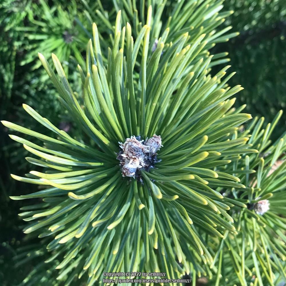 Photo of Mugo Pine (Pinus mugo) uploaded by sedumzz