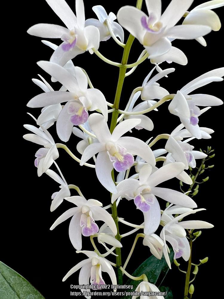 Photo of Orchid (Dendrobium kingianum) uploaded by sugarcane