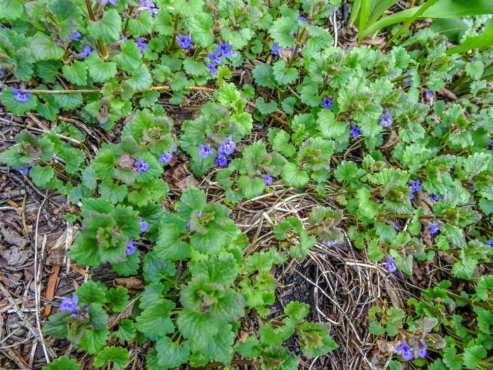 Photo of Creeping Charlie (Glechoma hederacea) uploaded by Murky
