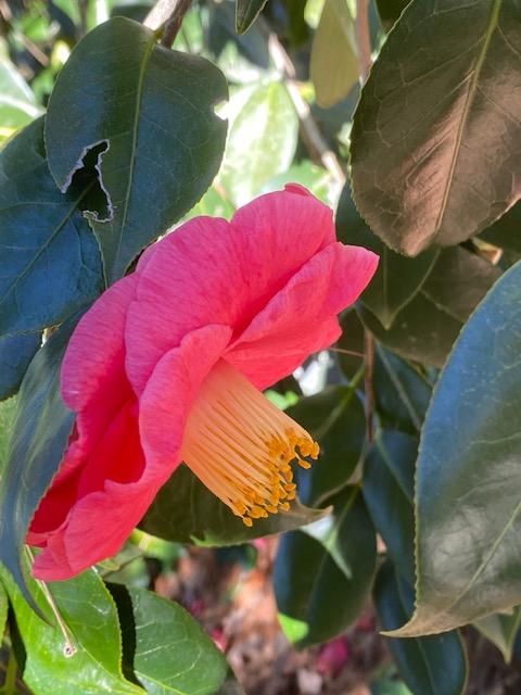 Photo of Japanese Camellia (Camellia japonica 'Akashigata') uploaded by SL_gardener