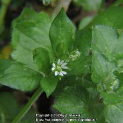 Location: Aberdeen, NC
Date: February 22, 2022
Chickweed #79; RAB page for 38, 71-7-2; AG p. 86, 15-7-1; LHB p. 