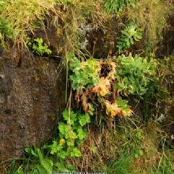 Location: Iceland
Date: Old Photo
Growing on rock wall