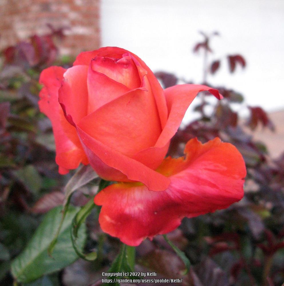 Photo of Rose (Rosa 'Voodoo') uploaded by Kelli