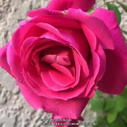 Location: Tampa, Florida
Date: 2022-02-04
First of 2 blooms from a bare root stock rose.