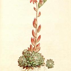 
Date: c. 1788
illustration from 'The Botanical Magazine', 1788