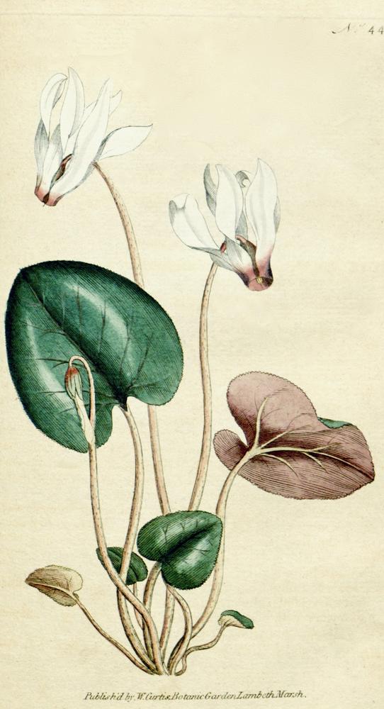 Photo of Florist's Cyclamen (Cyclamen persicum) uploaded by scvirginia