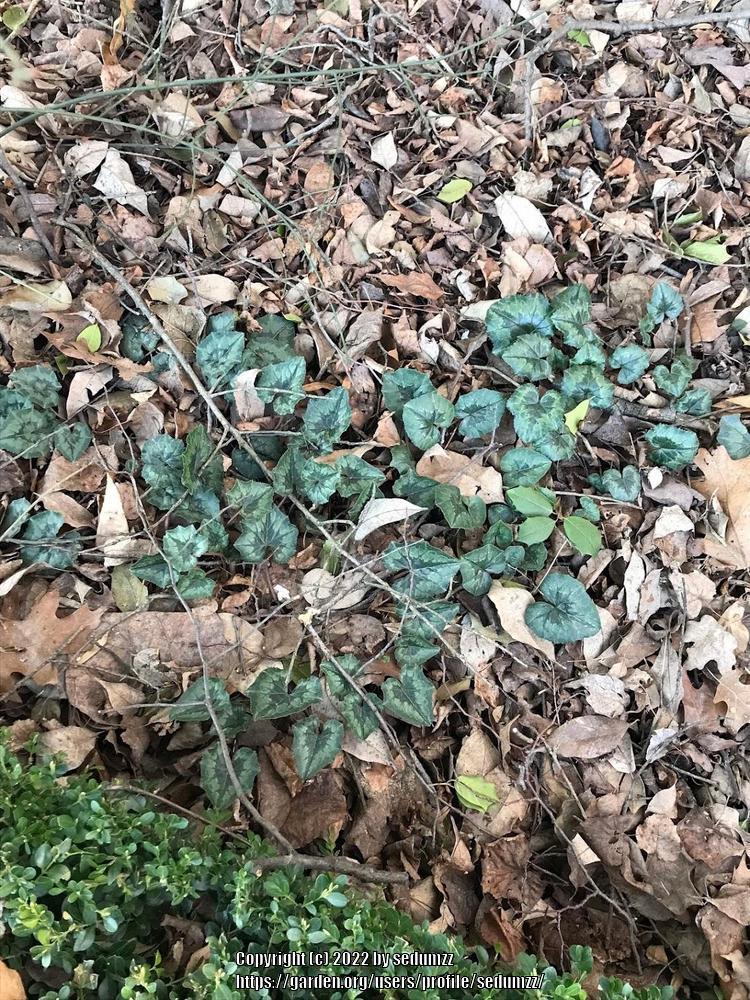 Photo of Hardy Cyclamen (Cyclamen hederifolium) uploaded by sedumzz