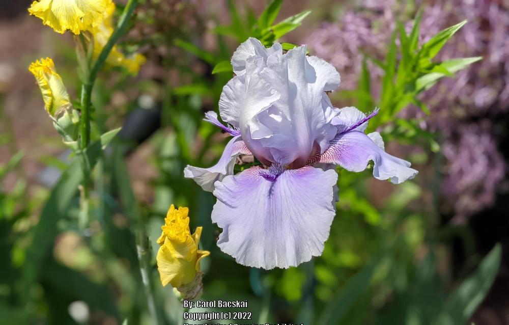 Photo of Tall Bearded Iris (Iris 'Oasis Kelly') uploaded by Artsee1