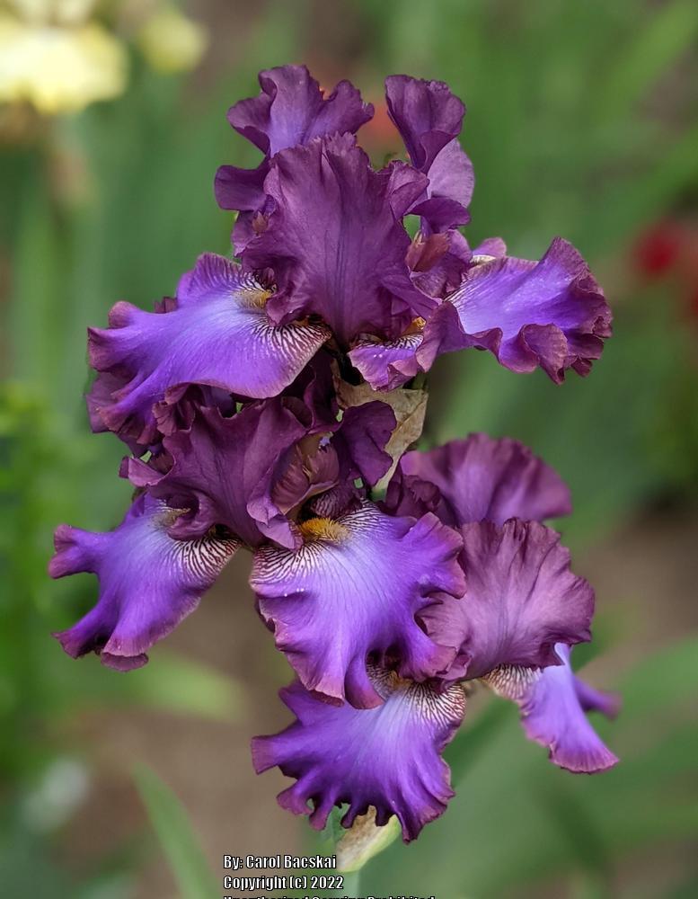 Photo of Tall Bearded Iris (Iris 'Afternoon in Rio') uploaded by Artsee1