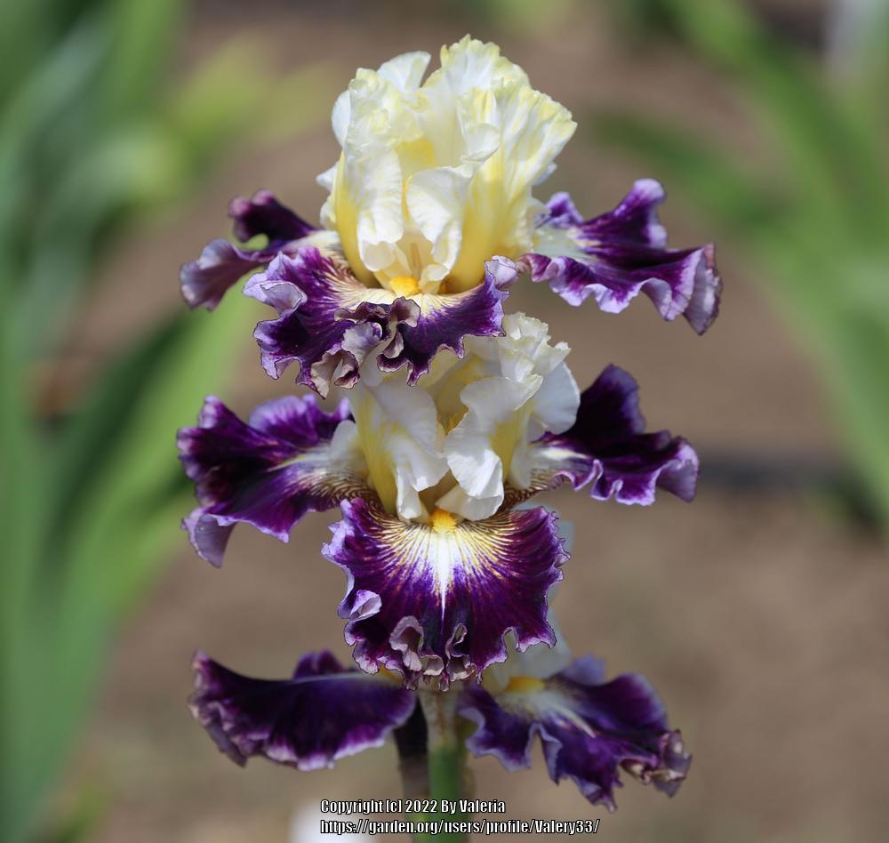 Photo of Tall Bearded Iris (Iris 'Cold Fusion') uploaded by Valery33