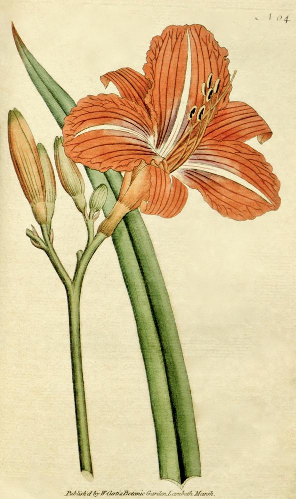 Photo of Ditch Lily (Hemerocallis fulva) uploaded by scvirginia