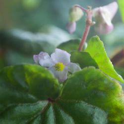 Location: Pennsylvania
Date: 2022-02-13
Begonia aequatorialis grown from seed