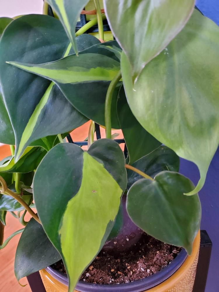 Photo of Philodendron (Philodendron hederaceum var. oxycardium 'Brasil') uploaded by MONTANALisa
