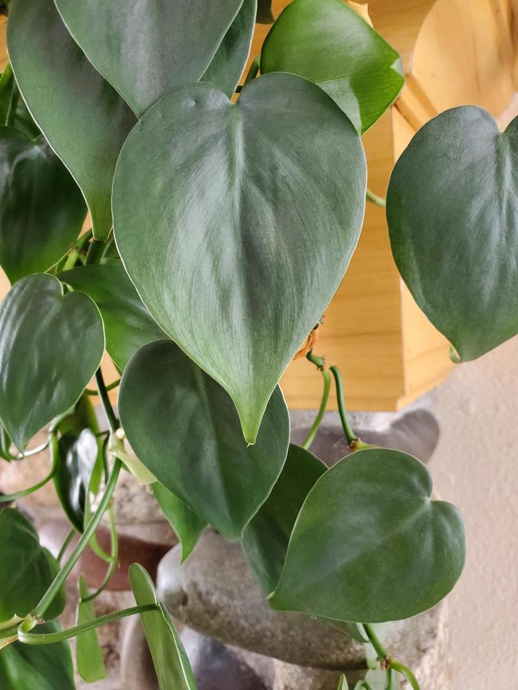 Photo of Heart Leaf Philodendron (Philodendron hederaceum var. oxycardium) uploaded by MONTANALisa