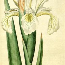 
Date: c. 1788
illustration [as I. ochroleuca] from 'The Botanical Magazine', 17