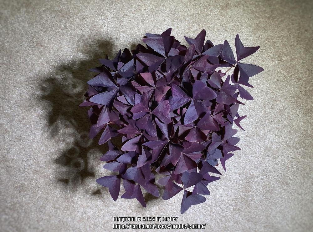 Photo of Purple Shamrock (Oxalis triangularis) uploaded by Corber