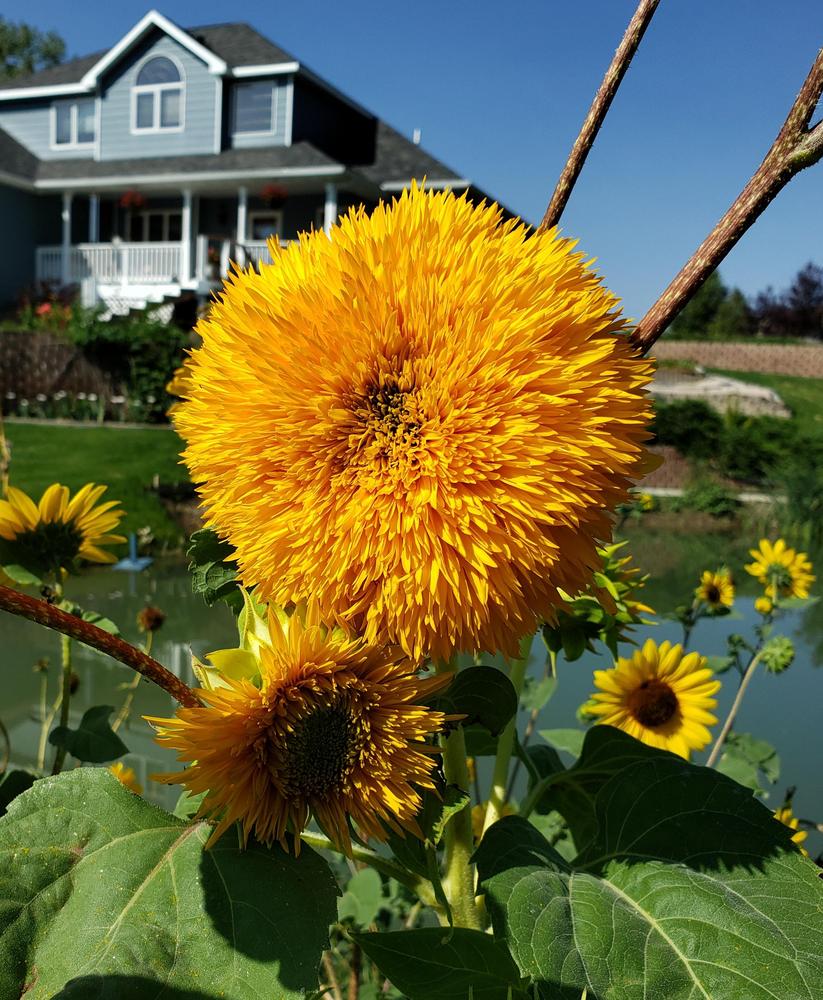 Photo of Dwarf Sunflower (Helianthus annuus 'Teddy Bear') uploaded by MONTANALisa