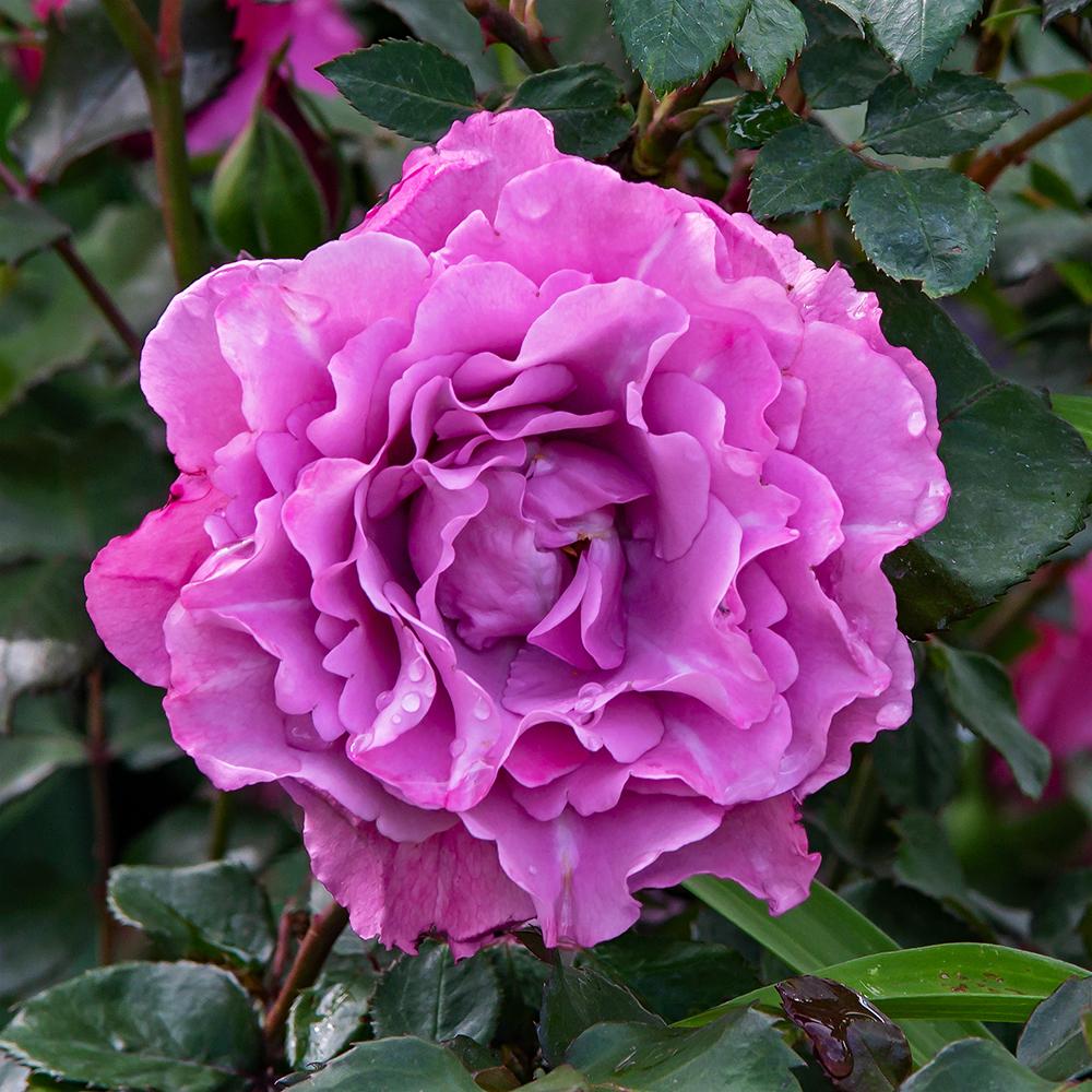 Photo of Rose (Rosa 'Angel Face') uploaded by dirtdorphins