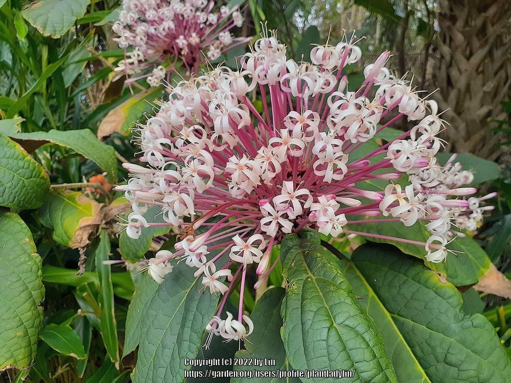 Photo of Shooting Star (Clerodendrum quadriloculare) uploaded by plantladylin