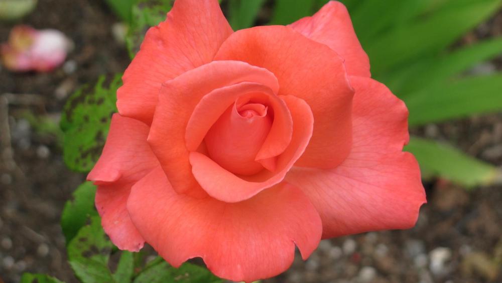 Photo of Rose (Rosa 'Touch of Class') uploaded by roseman2000