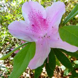 Location: Charleston, SC
Date: 2022-02-28
Azaleas are blooming early this year...