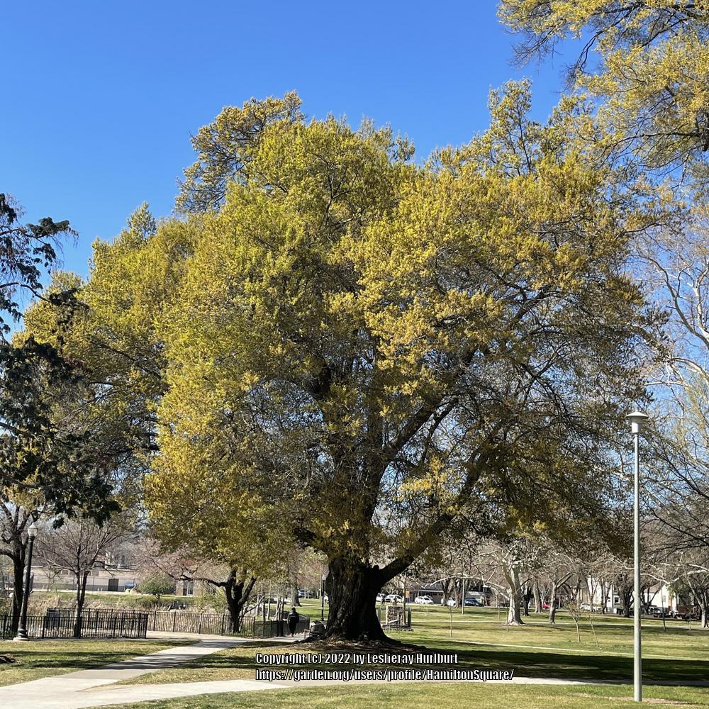 Photo of Willow Oak (Quercus phellos) uploaded by HamiltonSquare