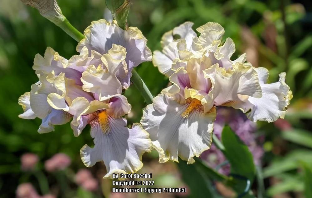 Photo of Tall Bearded Iris (Iris 'Pewter and Gold') uploaded by Artsee1