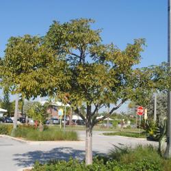 Location: Lauderdale-by-the-Sea, Florida
Date: 2022-02-14
a maturing tree in a parking lot island