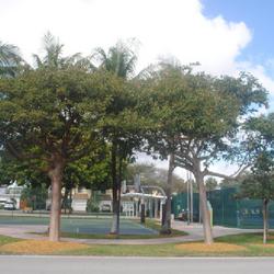 Location: Lauderdale-by-the-Sea, Florida
Date: 2022-02-24
two mature trees in a park