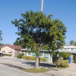 Location: Lauderdale-by-the-Sea, Florida
Date: 2022-02-14
a maturing parkway tree