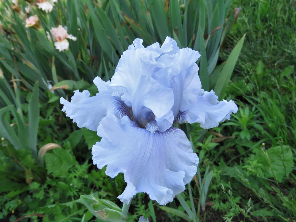 Photo of Border Bearded Iris (Iris 'Poise and Charm') uploaded by KentPfeiffer