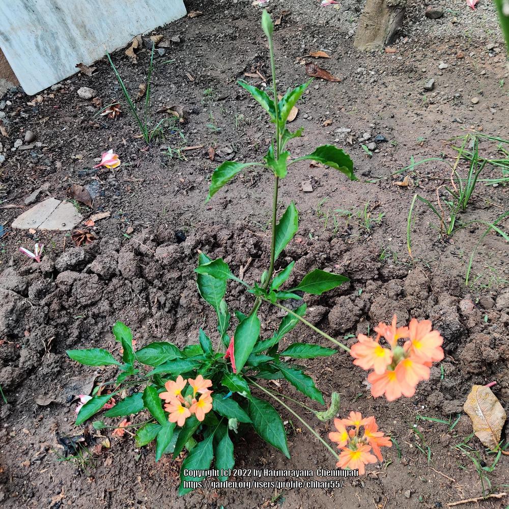 Photo of Firecracker Flower (Crossandra infundibuliformis) uploaded by chhari55
