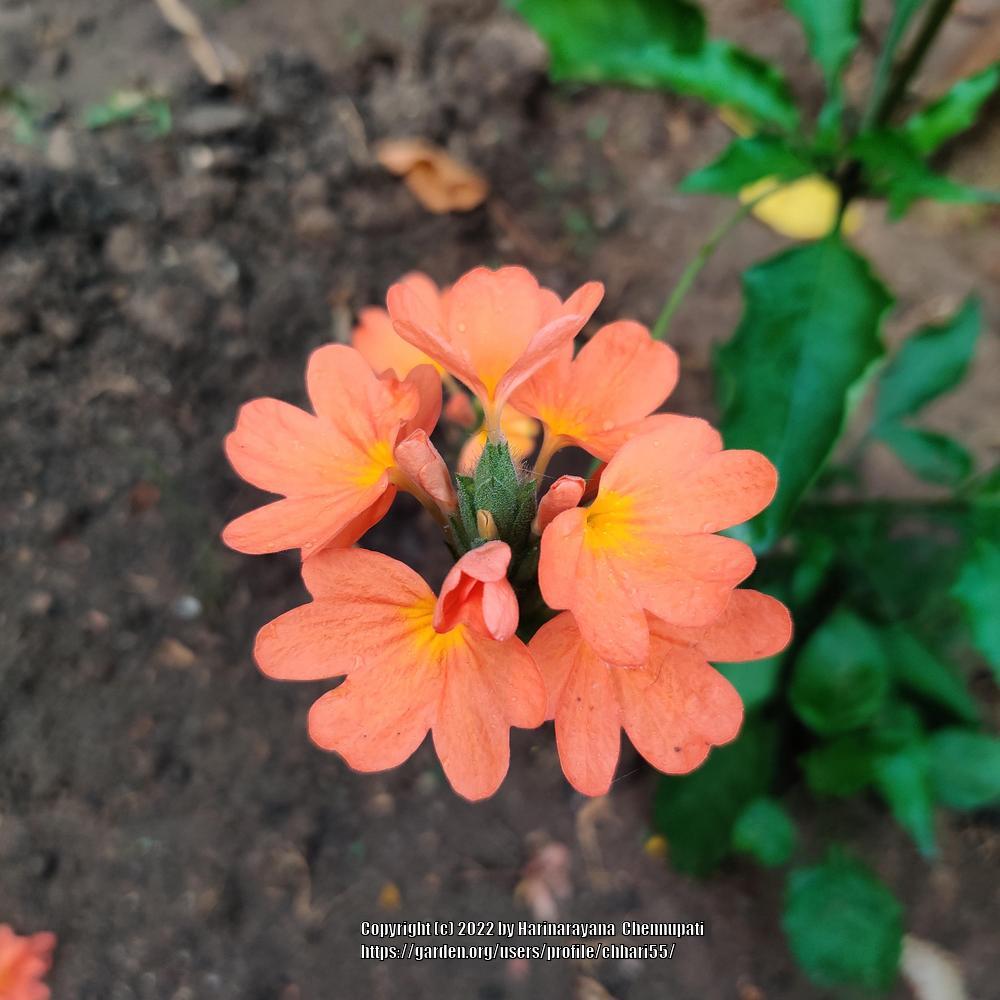 Photo of Firecracker Flower (Crossandra infundibuliformis) uploaded by chhari55
