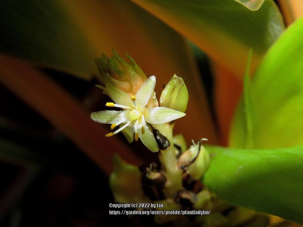 Photo of Sierra Leone Lily (Chlorophytum 'Fireflash') uploaded by plantladylin