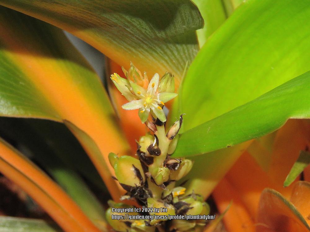 Photo of Sierra Leone Lily (Chlorophytum 'Fireflash') uploaded by plantladylin