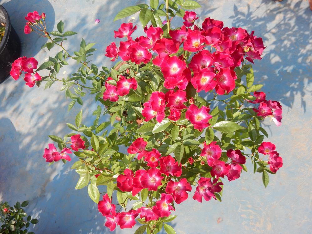 Photo of Roses (Rosa) uploaded by Debleena