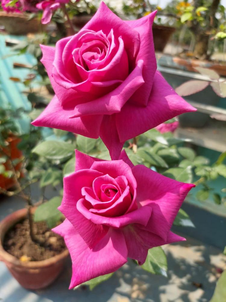 Photo of Roses (Rosa) uploaded by Debleena