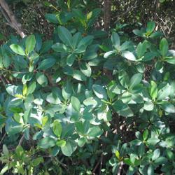 Location: Fort Lauderdale, Florida
Date: 2022-02-21
foliage in Hugh Taylor Birch State Park