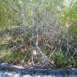 Location: Fort Lauderdale, Florida
Date: 2022-02-21
aerial roots & trunks in Hugh Taylor Birch State Park