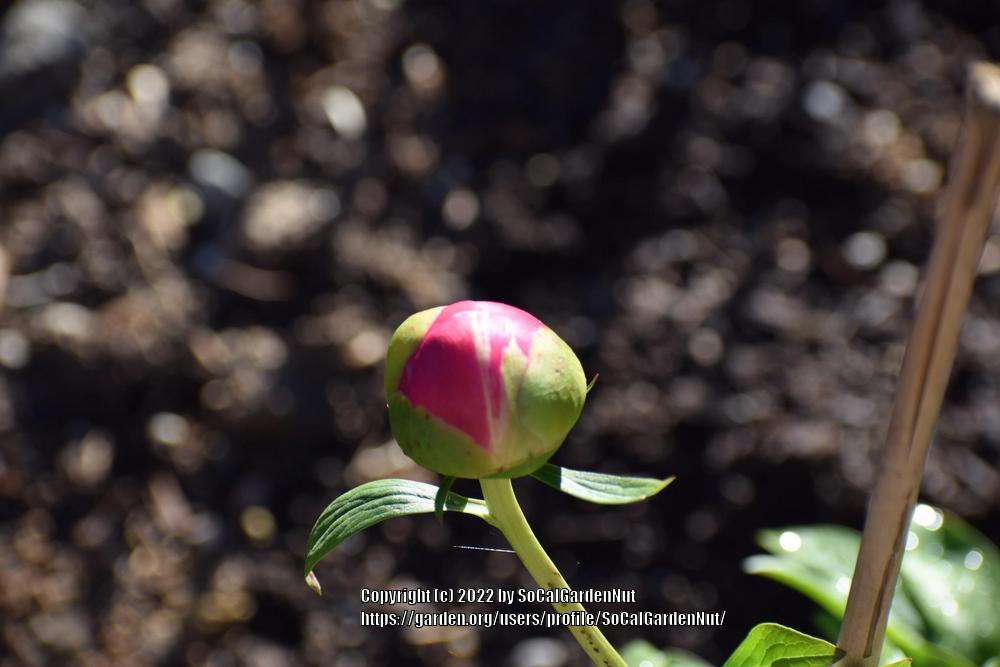 Photo of Peony (Paeonia 'Cytherea') uploaded by SoCalGardenNut