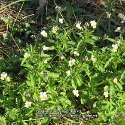 Location: Aberdeen, NC
Date: March 2, 2022
Wild pansy #96; RAB, p. 732, 130-2-27; LHB p. 686, 133-1-24; AG p