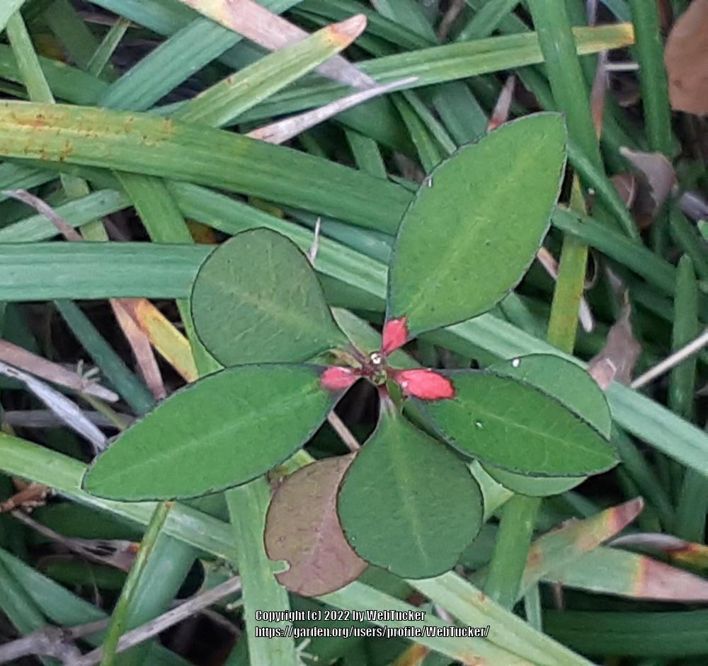 Photo of Summer Poinsettia (Euphorbia heterophylla) uploaded by WebTucker