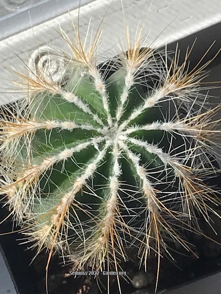 Photo of Ball Cactus (Parodia magnifica) uploaded by sedumzz