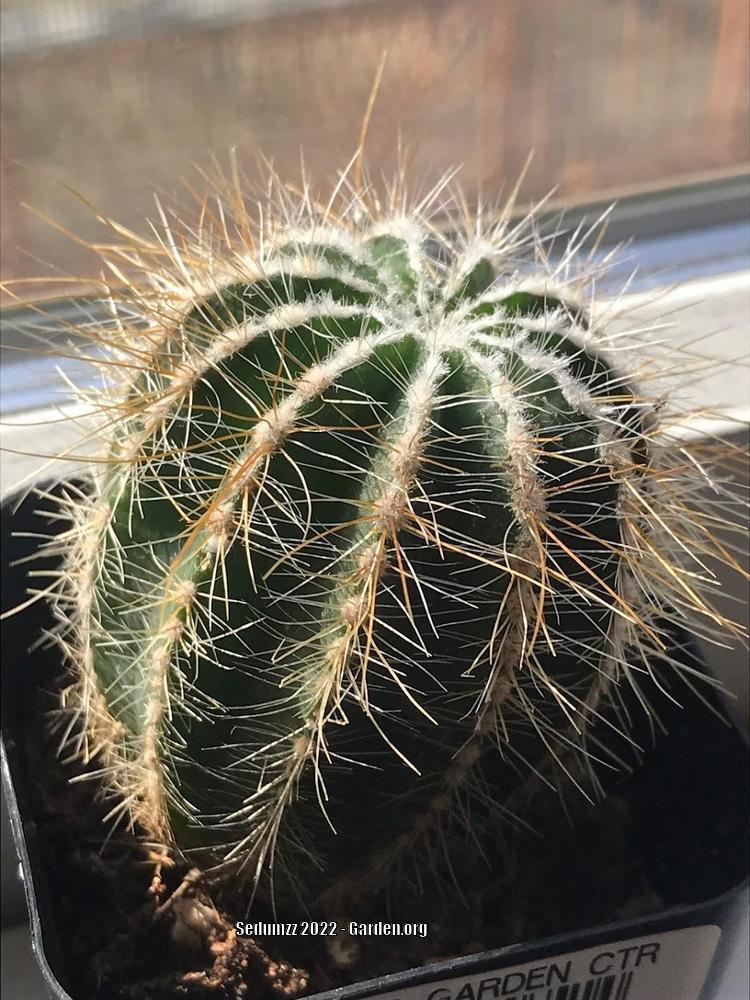 Photo of Ball Cactus (Parodia magnifica) uploaded by sedumzz