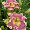 Photo Courtesy of 5 Acre Farm Daylilies Used With Permission