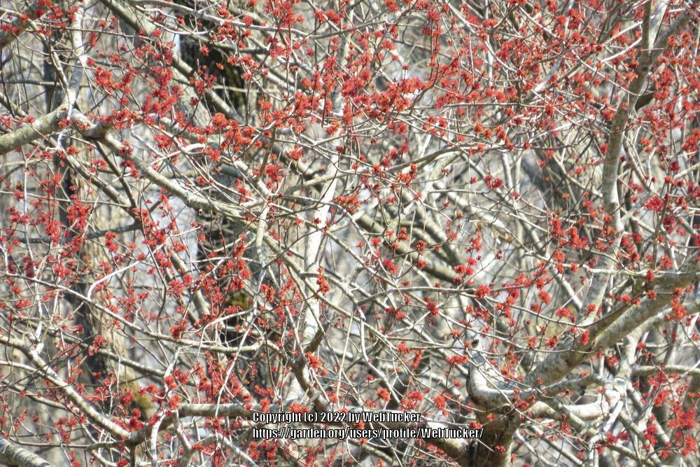 Photo of Red Maple (Acer rubrum) uploaded by WebTucker