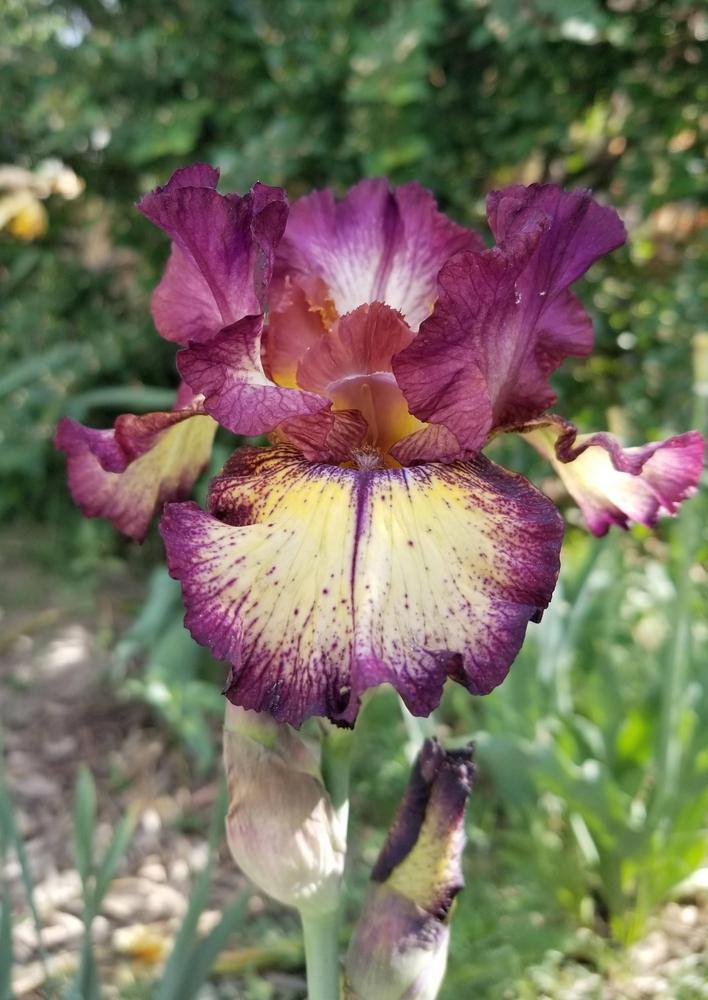 Photo of Tall Bearded Iris (Iris 'Innocent Star') uploaded by ldenton9