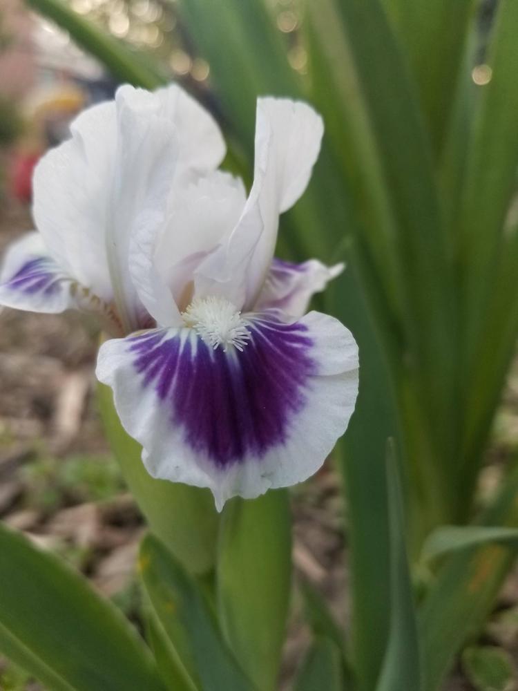Photo of Standard Dwarf Bearded Iris (Iris 'Riveting') uploaded by ldenton9
