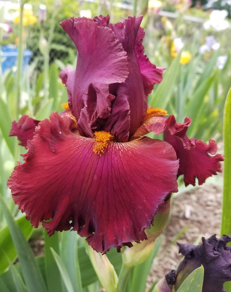 Photo of Tall Bearded Iris (Iris 'Ready for My Closeup') uploaded by ldenton9